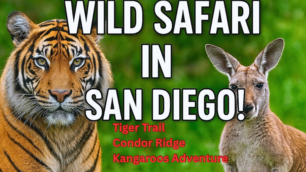 Exploring San Diego Safari Park | Tiger Trail, Condor Ridge & Kangaroos ...