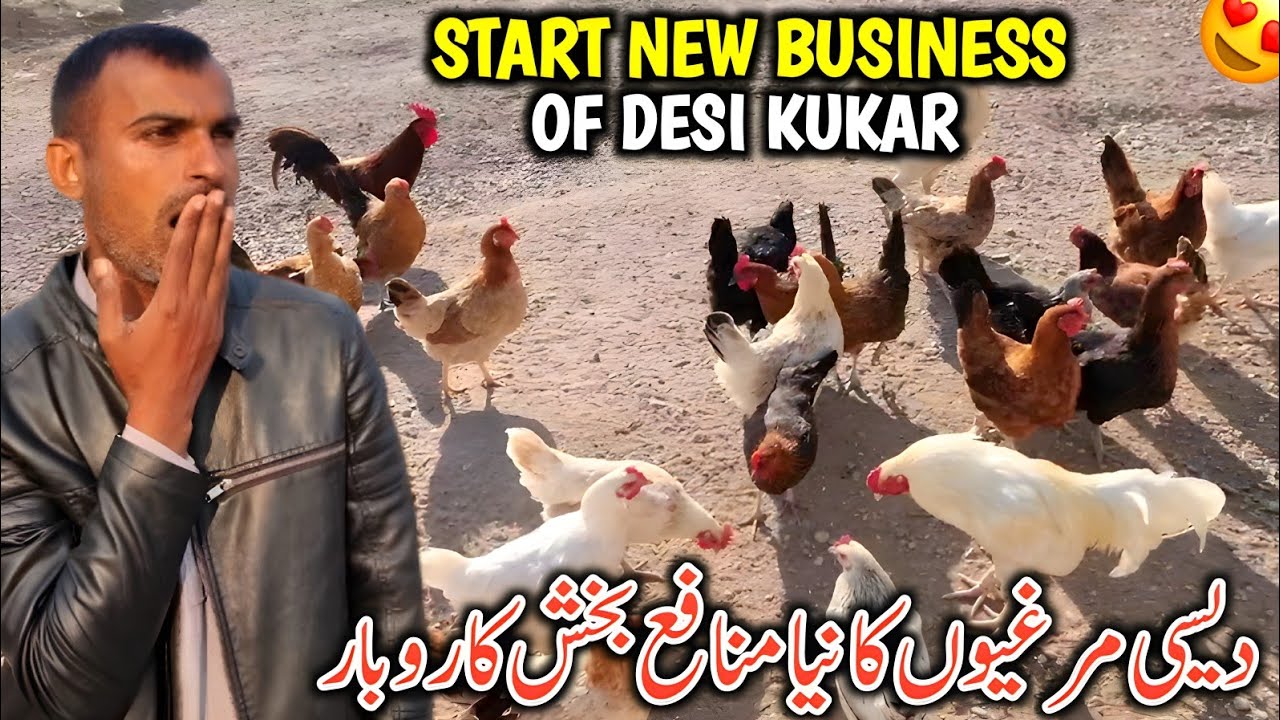Start New Business Of Desi Kukars In Khadimabad || Is Karobar Main Pesa Hi Pesa