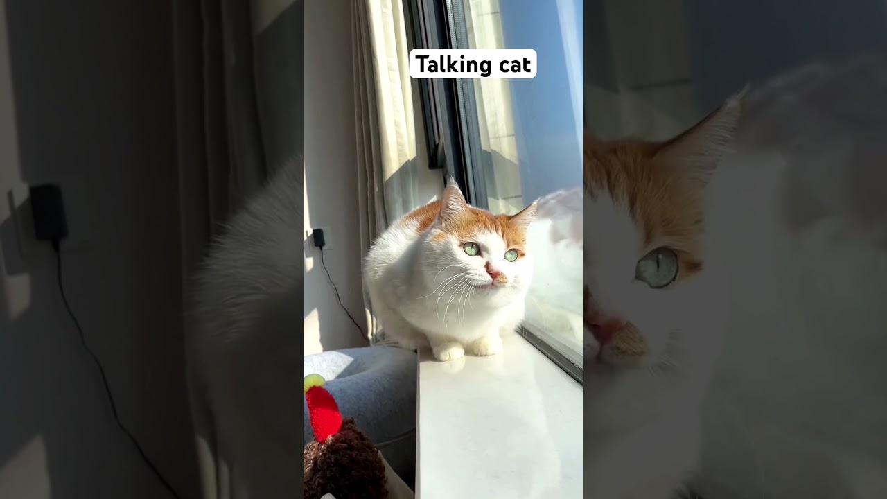 Chit-Chat with Whiskers: What's My Cat Saying? 🐾