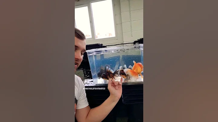 Which Oranda is your favourite? #fancygoldfish #goldfish #fishkeeping #aquarium #goldfishhome