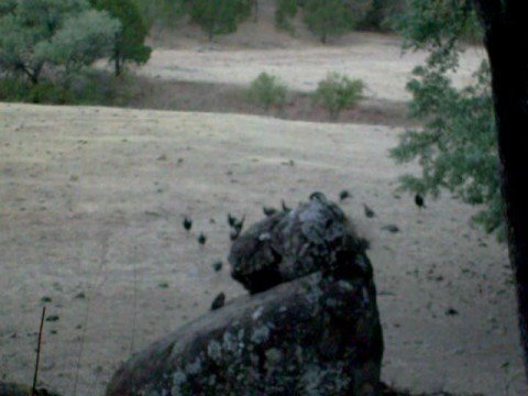 caceria de guajolote yecora sonora 2