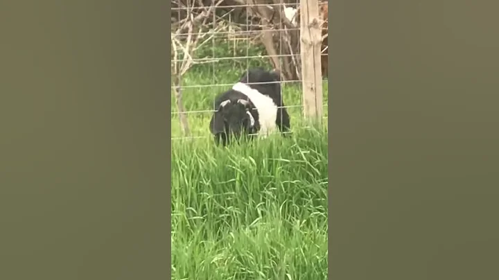 Stuck in the fence again