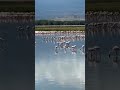 Flamingo at Amboseli National Park #shorts