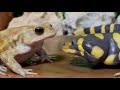 It's my food!(Salamander & Toad & Toad)