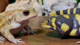 It's my food！(Salamander & Toad & Toad)