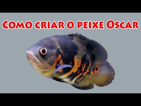 Como criar o peixe Oscar