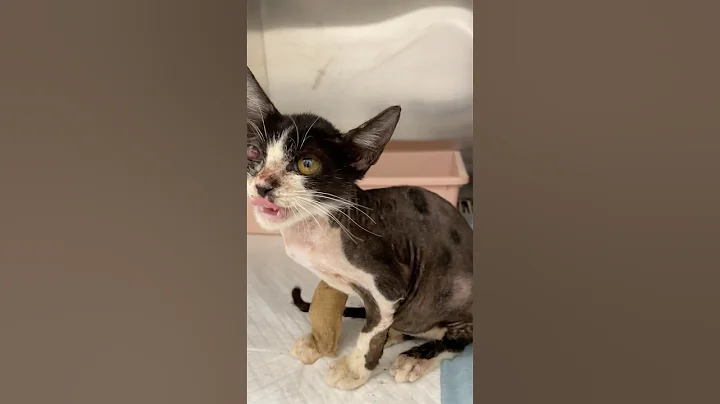 Video 10938981: abyssinian kitten cat