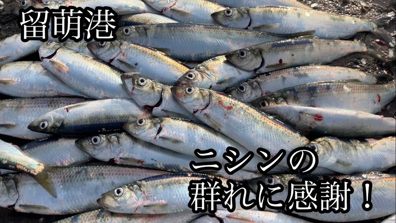 おがの休日過ごし方#145留萌港ニシンの群れに感謝！サビキ釣り