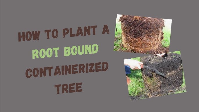 Trees Wrapped In Burlap – Tips On Planting A Balled And Burlapped Tree