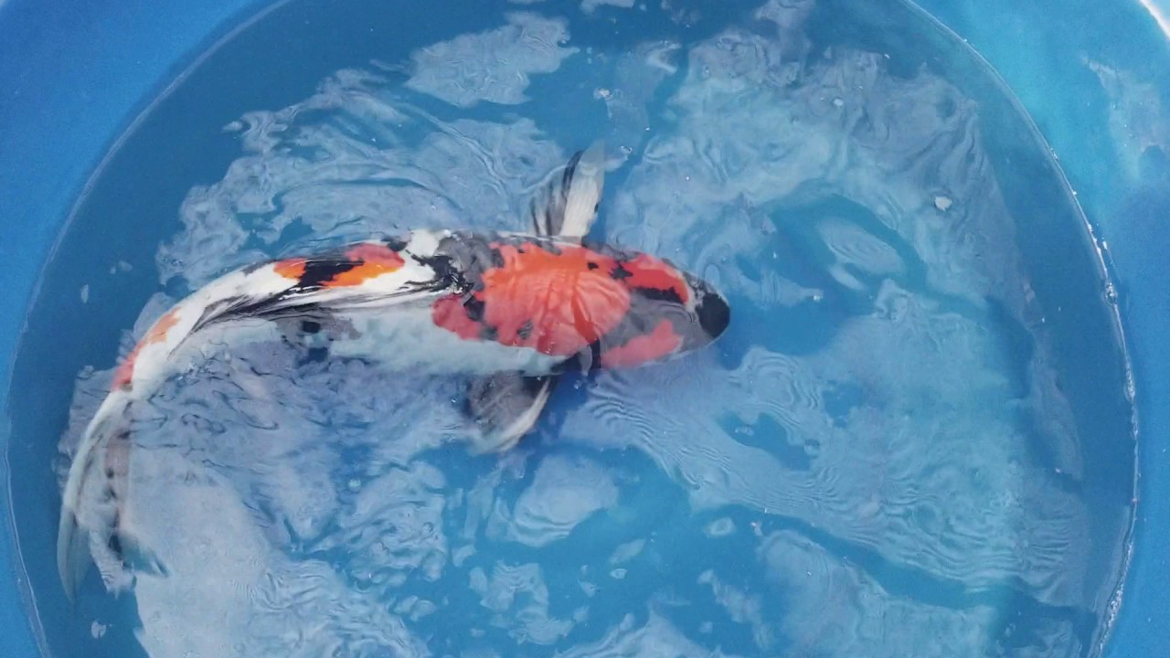 4-28 koi collection(1) - YouTube