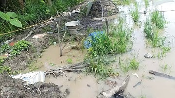 máy dầu D6 mới mua bơm nước  vườn cây ăn quả khi bị bể bộng mùa nước nổi.