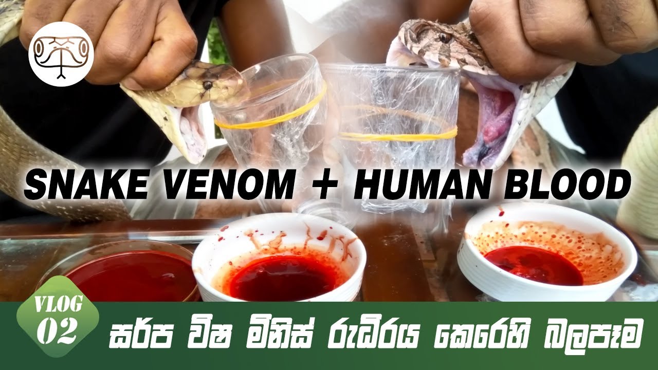 Effects Of Snake Venom On Human Blood 
