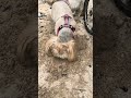 Of course they dig different 😂 #shihtzu #dog #doglife