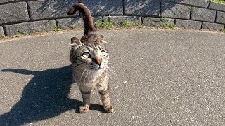 恐がりながらもモフられに来るキジトラ子猫が可愛過ぎる