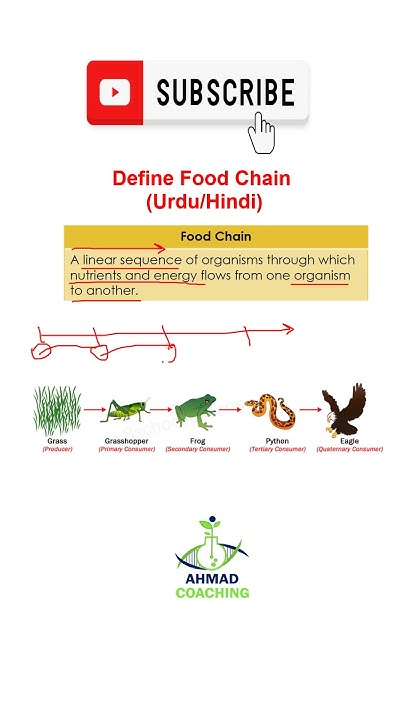 Define Food Chain In Urdu Hindi shorts ahmadcoaching define-food-chain-in-urdu-hindi-shorts-ahmadcoaching