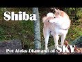 Shiba SKY, Pet Aleks Diamand of SKY | Сиба, Шиба-ину Скай. #Shiba #dog #Gorillaz