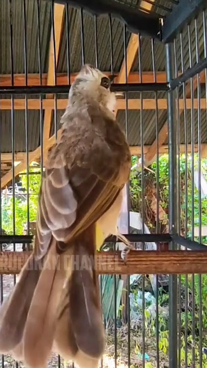 TRUCUKAN rasa CUCAK JENGGOT