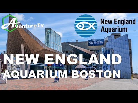 Vidéo: Un guide complet de l'aquarium de la Nouvelle-Angleterre