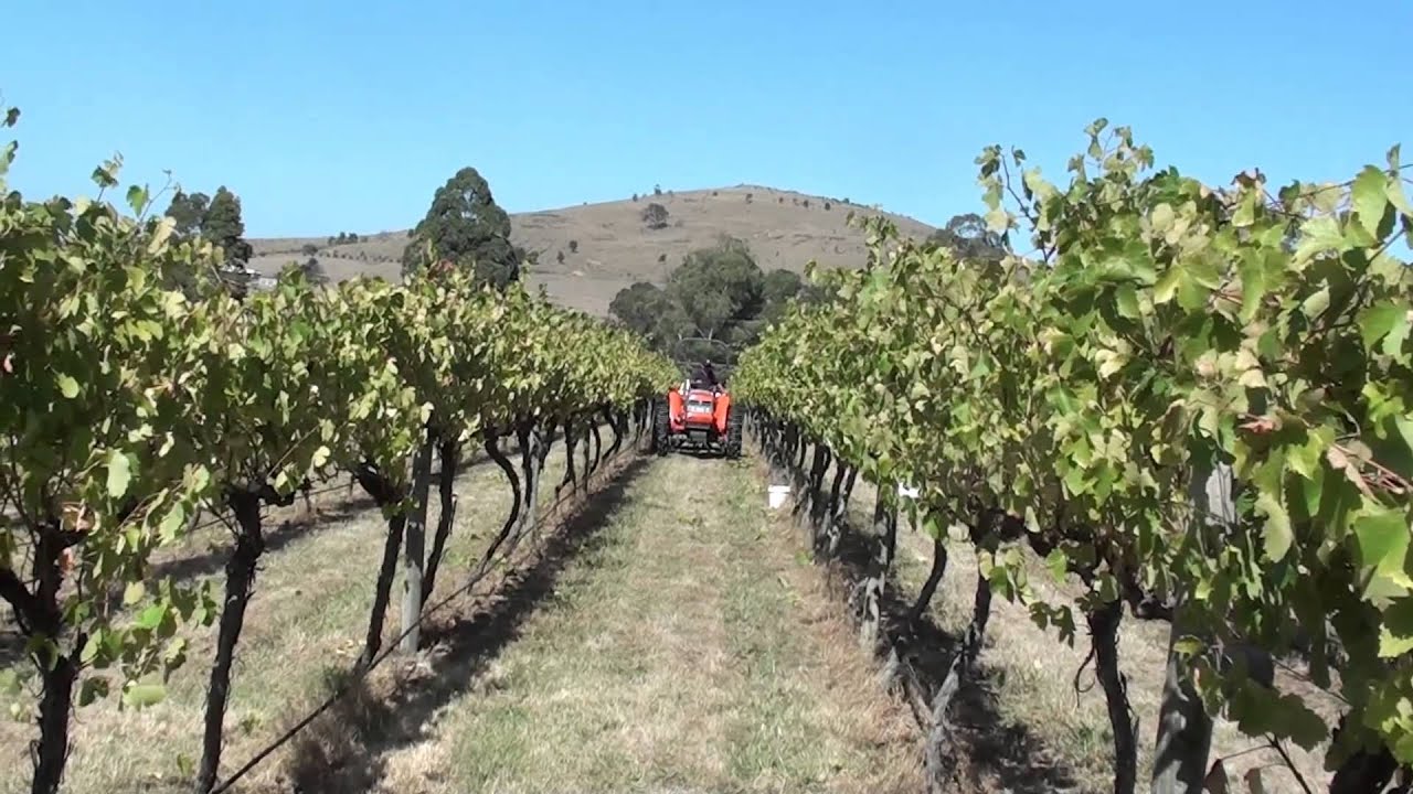 Corniola Grape Picking Festival