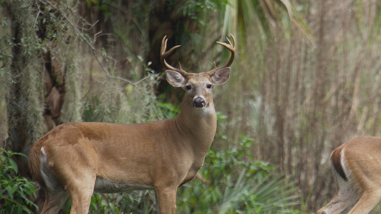 NFWF and NRCS Partner for Gulf Restoration