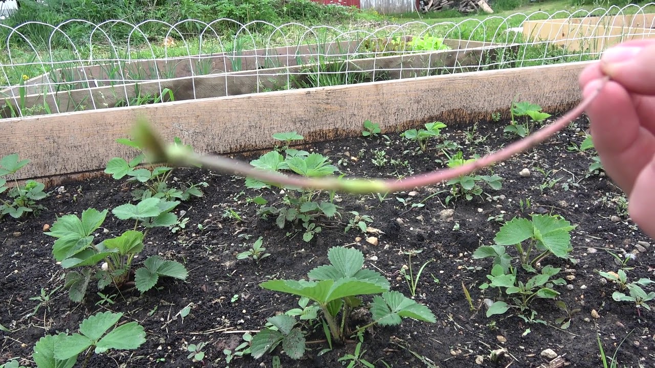 Supercharging Your Strawberry Plants for Higher Yields YouTube