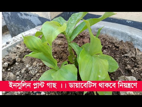 ভিডিও: ডায়াবেটিক কুকুরের জন্য একটি নতুন ইনসুলিন চিকিত্সা