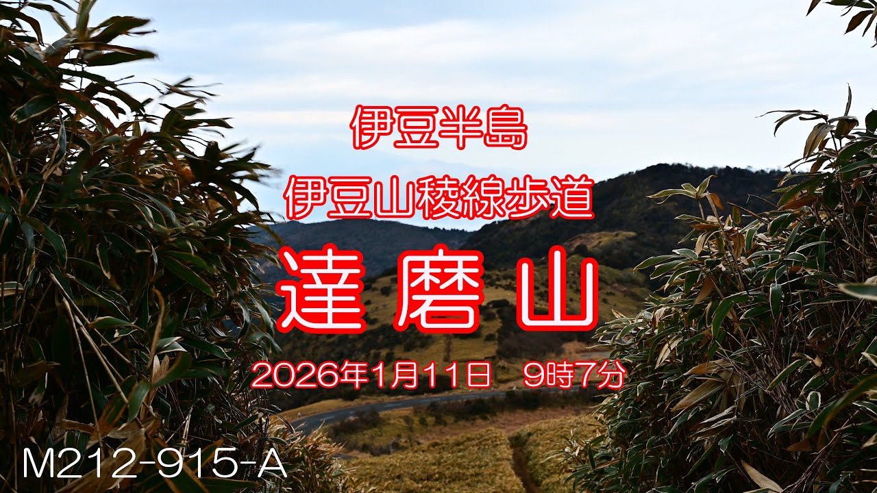 【Profile of Mountain┃伊豆半島】伊豆山稜線歩道　達磨山（だるまやま）　2026.01.11　M212-915-A　4K　字幕あり