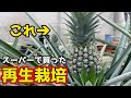 【超簡単】誰でもできる!スーパーで買ったパイナップルを再生栽培するための育て方と、注意点と心構えについて解説します【家庭菜園】