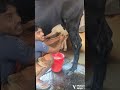 #cow #farming #animals