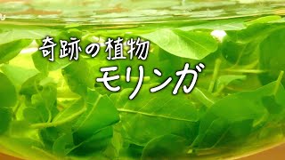 奇跡の植物　モリンガ