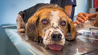 Something Terrible Happened to Benji