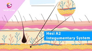 HESI A2 Integumentary System | Skin, Hair & Nails Made Simple