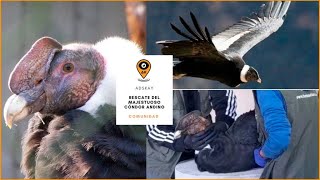 Rescate del MAJESTUOSO CONDOR ANDINO [Ecuador]