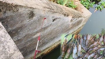 Câu tôm, cái cống nhỏ xíu mà Tôm càng xanh khủng khiếp