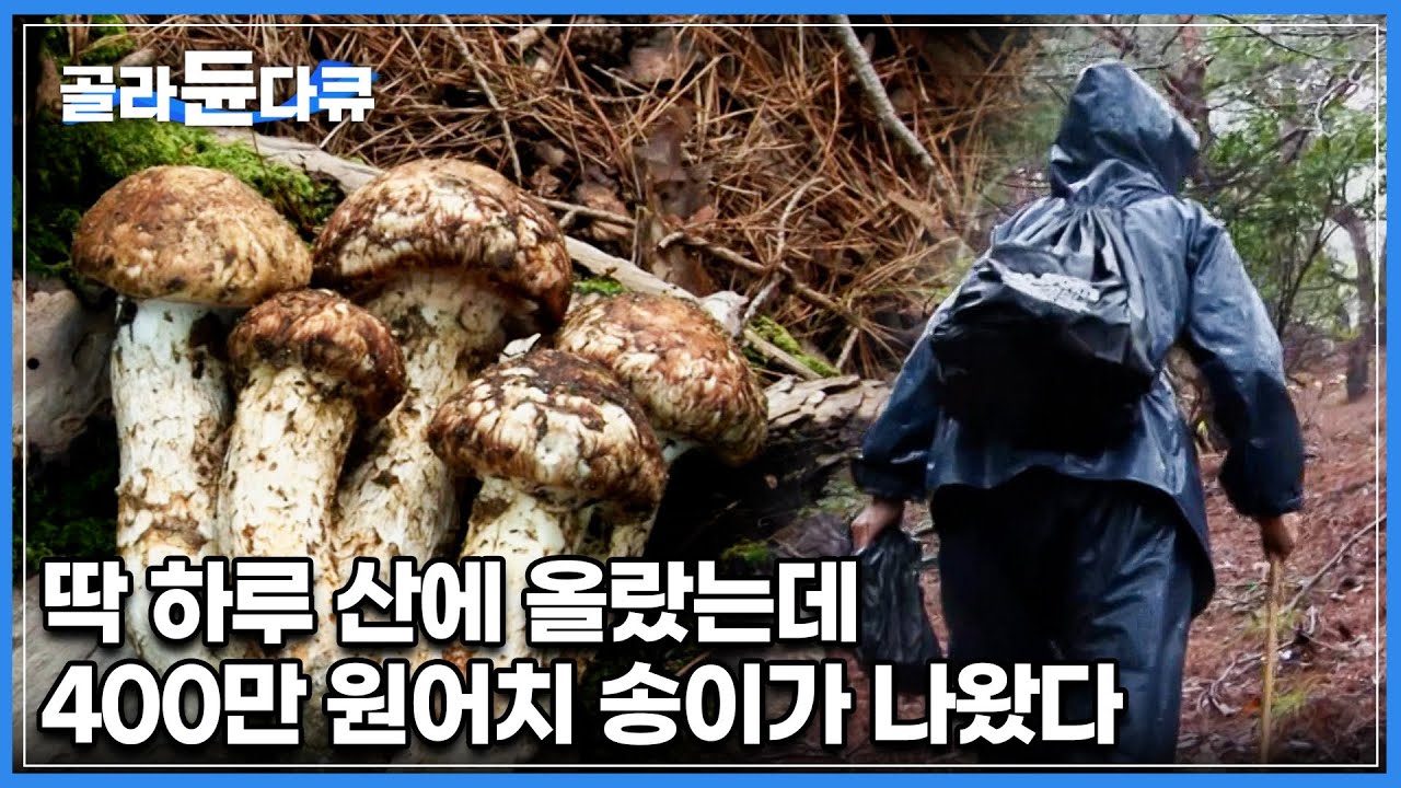 송이 중에서도 제일 비싼 금강송 송이버섯, 1년 중 딱 한 철만 채취할 수 있다! 경력 40년 최상품만 쏙쏙 골라내는 송이 채취꾼 할머니│극한직업│#골라듄다큐