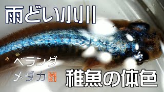 ベランダ メダカ 雨どい小川にメダカ導入 趣味千 バルキーノジャパン ベランダ メダカ 雨どい小川にメダカ導入 趣味千 バルキーノジャパン