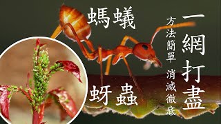 如何消灭蚜蟲和螞蟻｜2種有機殺蟲劑｜方法簡單 消滅徹底