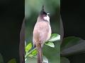 Bulbul Bird Sound Beautifull Bulbul Bird Viralvideo Shortvideo Bulbul Bird Sound Beautifull Bulbul Bird Viralvideo Shortvideo
