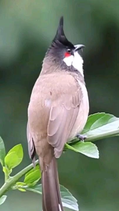 bulbul bird sound | beautifull bulbul bird #viralvideo #shortvideo