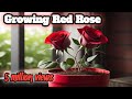 Growing Red Rose In Container | growing red rose at home | Growing your own Rose