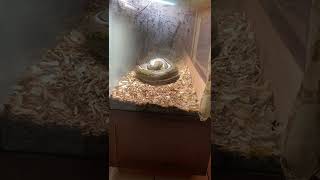 ⚠️LIVE FEEDING⚠️ My Boy Grimm the Genetic Stripe Reticulated Python VS Rabbit.no rights to music