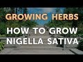 How to Grow Nigella Sativa