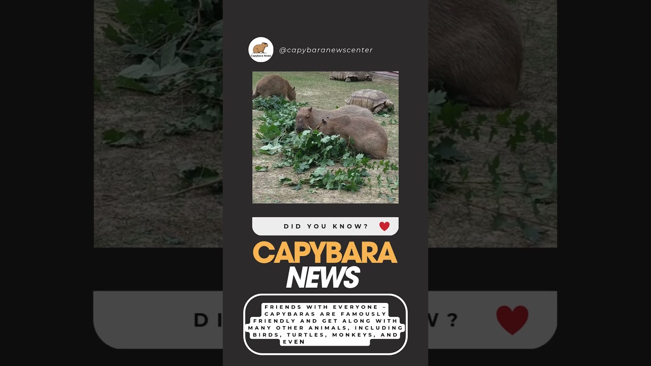 Capybara- Friends With Everyone 2025 