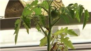 Tomato Gardening : How to Grow Tomatoes on a Kitchen Counter