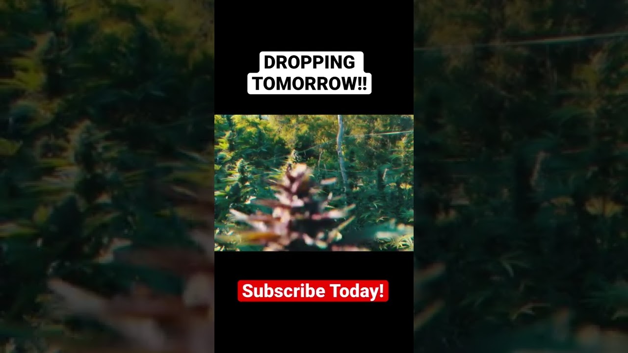 Wabba’s Ganja Field Tour Teaser with Urban Remo 