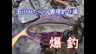 天川みたらい管理釣り場　フライフィッシング