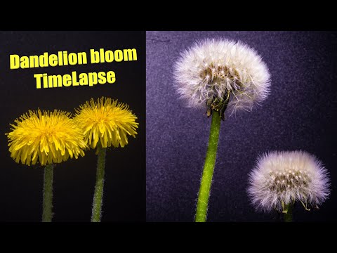 Video: Dandelion Shoxli