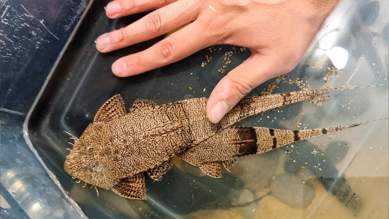 UNBOLSING de los peces más CAROS y EXÓTICOS que he comprado hasta ahora
