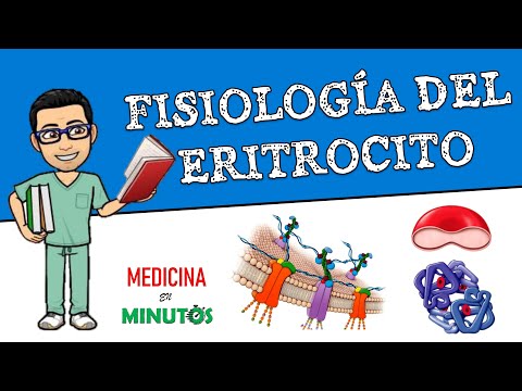 Video: ¿Qué es la etapa eritrocitaria?