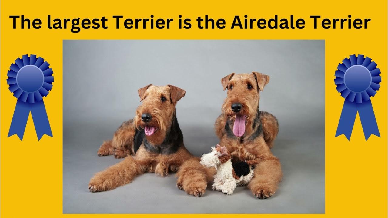 Animal Behavior College Dog Trivia Quiz (Moderate) YouTube